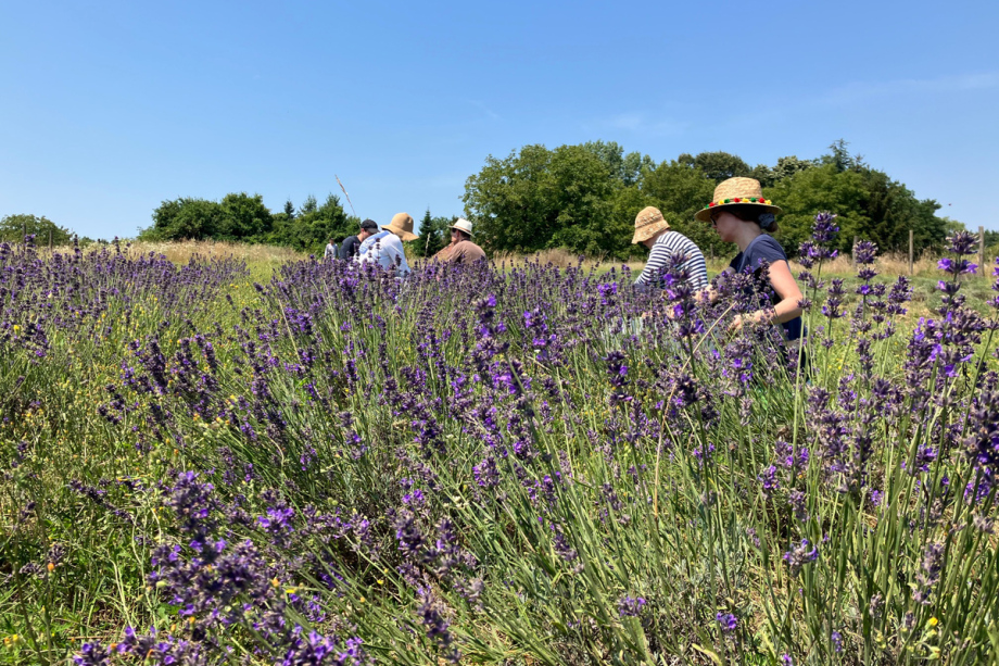 Lavender flowers