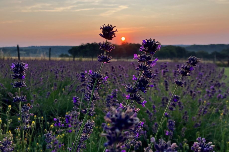 Lavender flowers